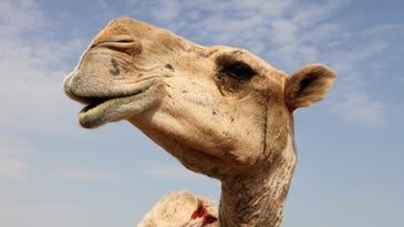 Camels and sharks have small, sneaky antibodies that can help fight human diseases