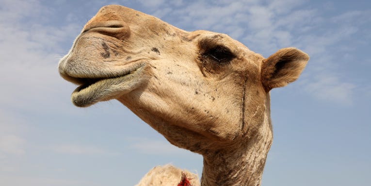 Camels and sharks have small, sneaky antibodies that can help fight human diseases