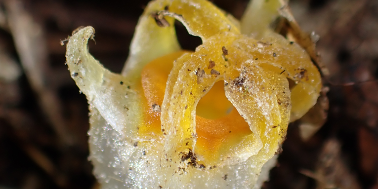 Scientists just rediscovered a rare, fungi-eating ‘fairy lantern’