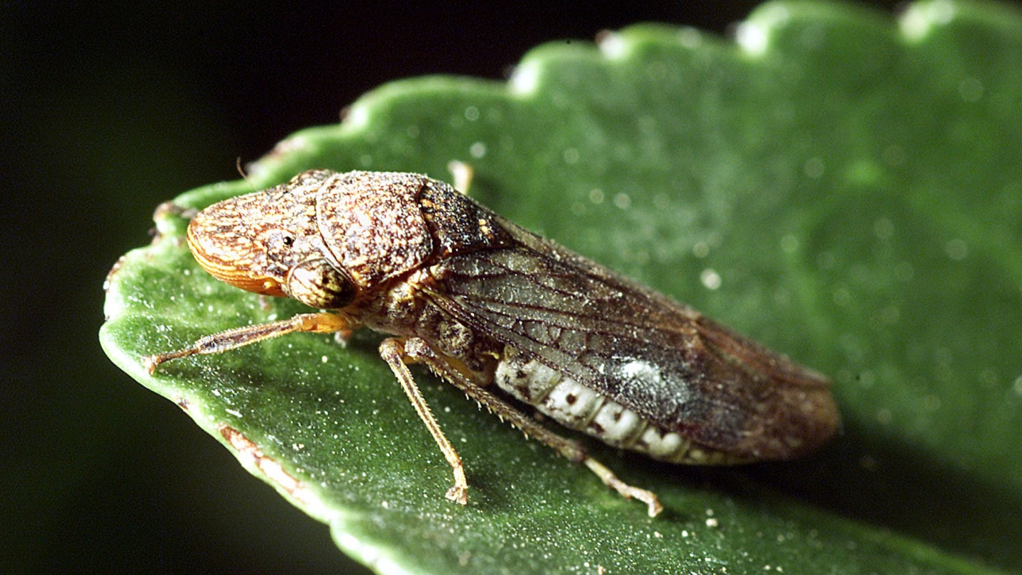 A glassy-winged sharpshooter rests on a leaf.