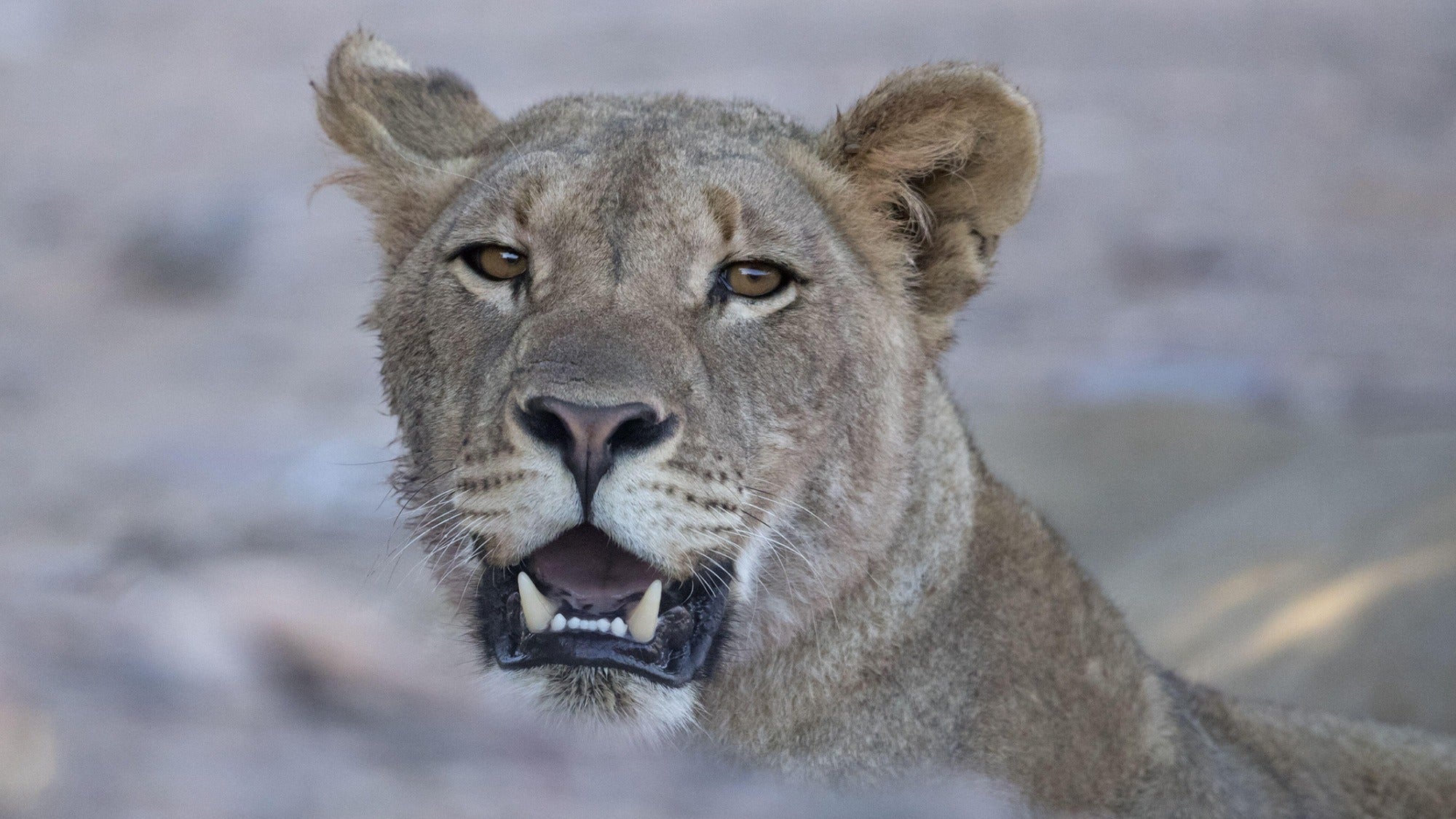 En partes de Namibia, los leones merodean por las playas