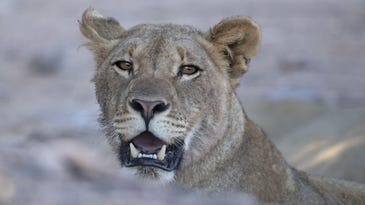 Desert lionesses now reign over beaches on the Skeleton Coast
