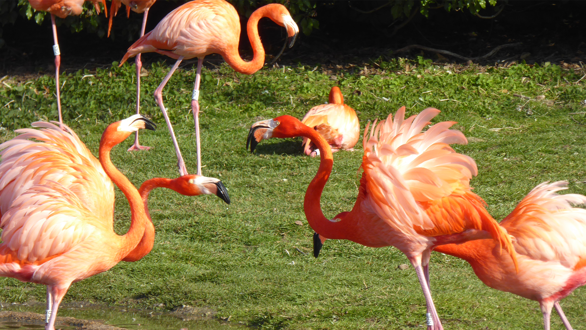 The partner of one Caribbean flamingo helps it out in an argument with another pair.