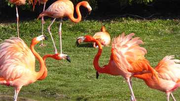 Flamingoes have big personalities—and their friendships prove it