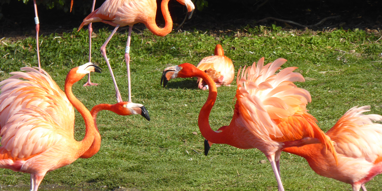 Flamingoes have big personalities—and their friendships prove it