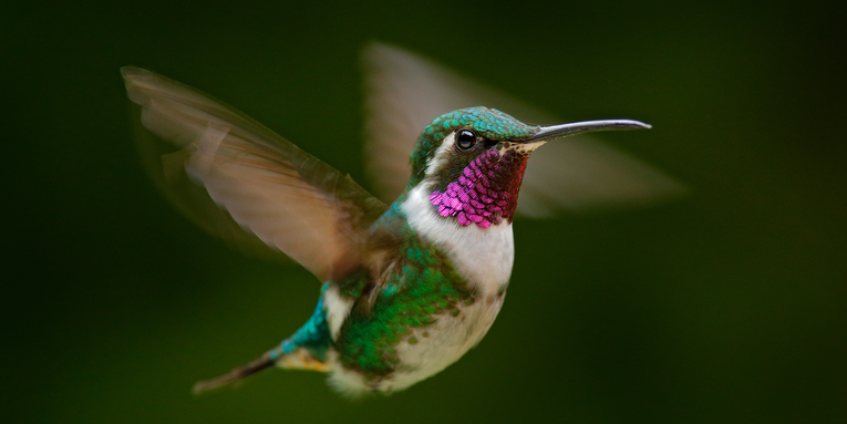 This hybrid hummingbird’s colorful feathers are a genetic puzzle