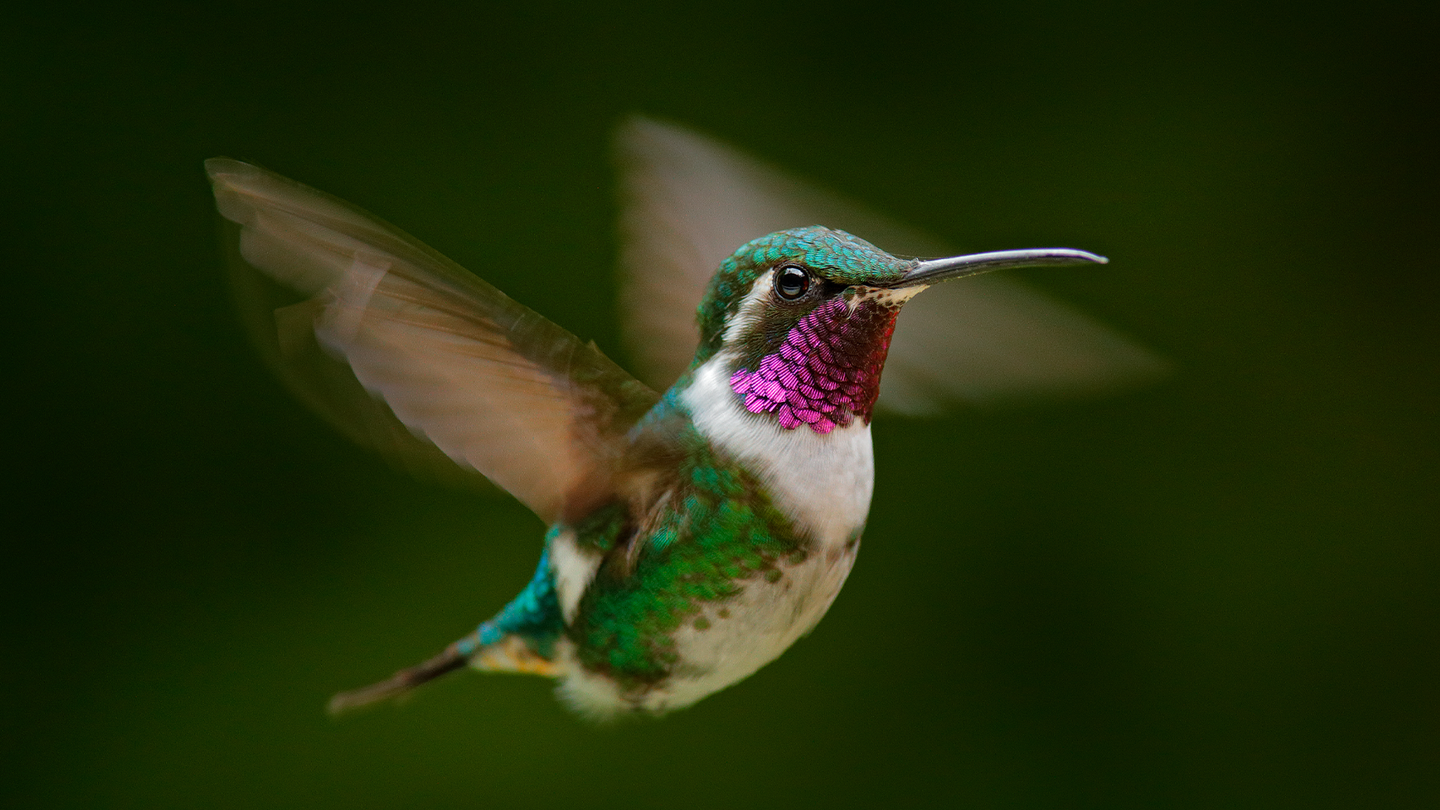 A white-bellied woodstar hummingbird flying. Their colorful throat feathers are believed to help them find a mate.