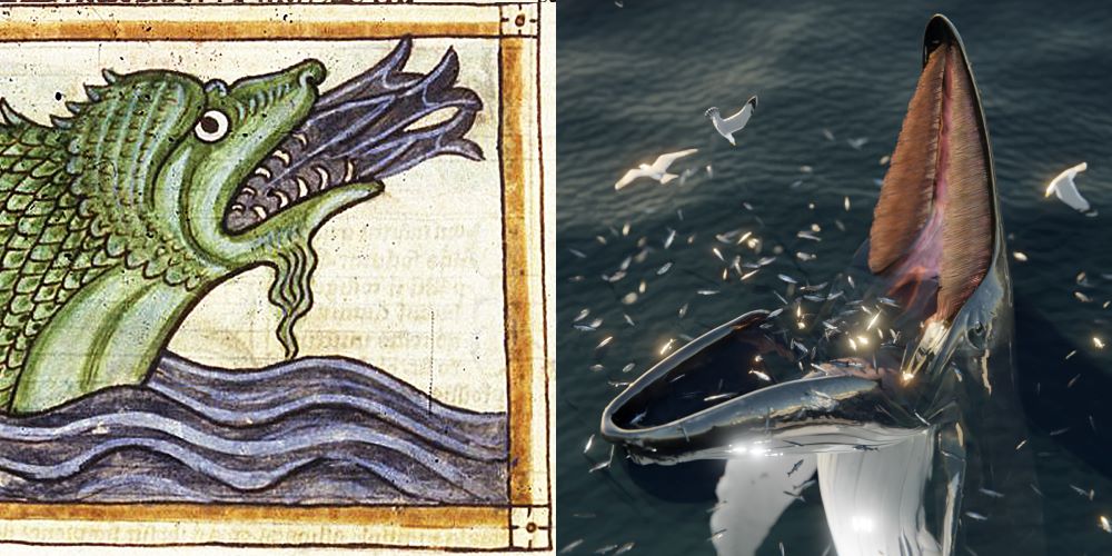 A mythological Norse beast may have just been a weird, hungry whale