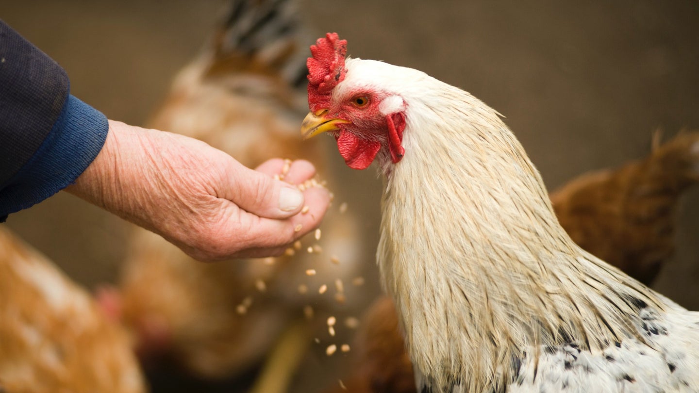 Animal feed given to farmed broiler chickens and farmed salmonids account for more than half of their respective industries’ environmental impact.