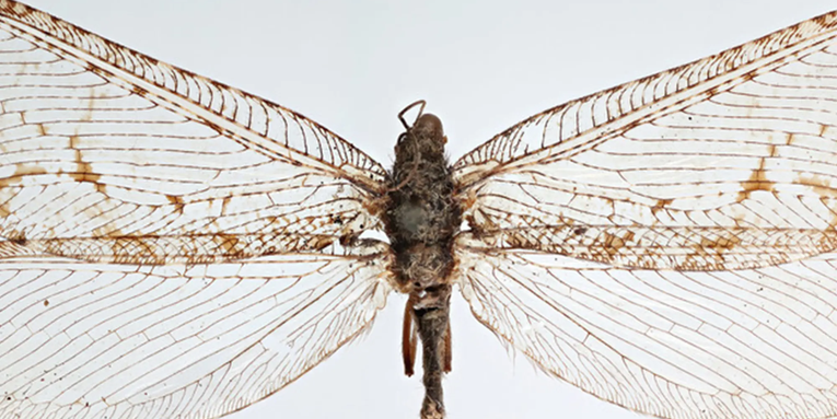 A bug expert went shopping at Walmart—and made a historic insect discovery
