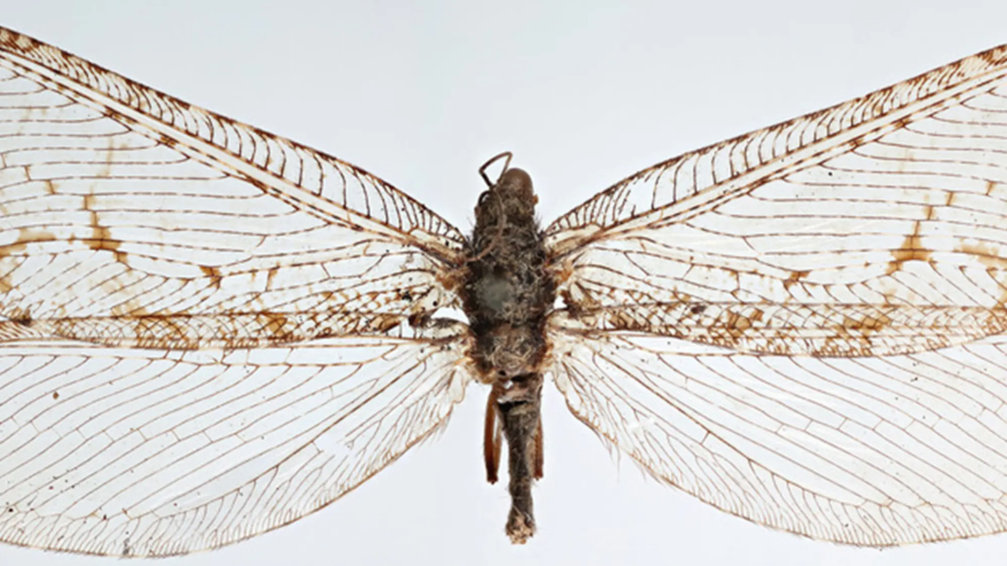A giant lacewing as seen under a microscope. The insect is a moth relative with large wings.
