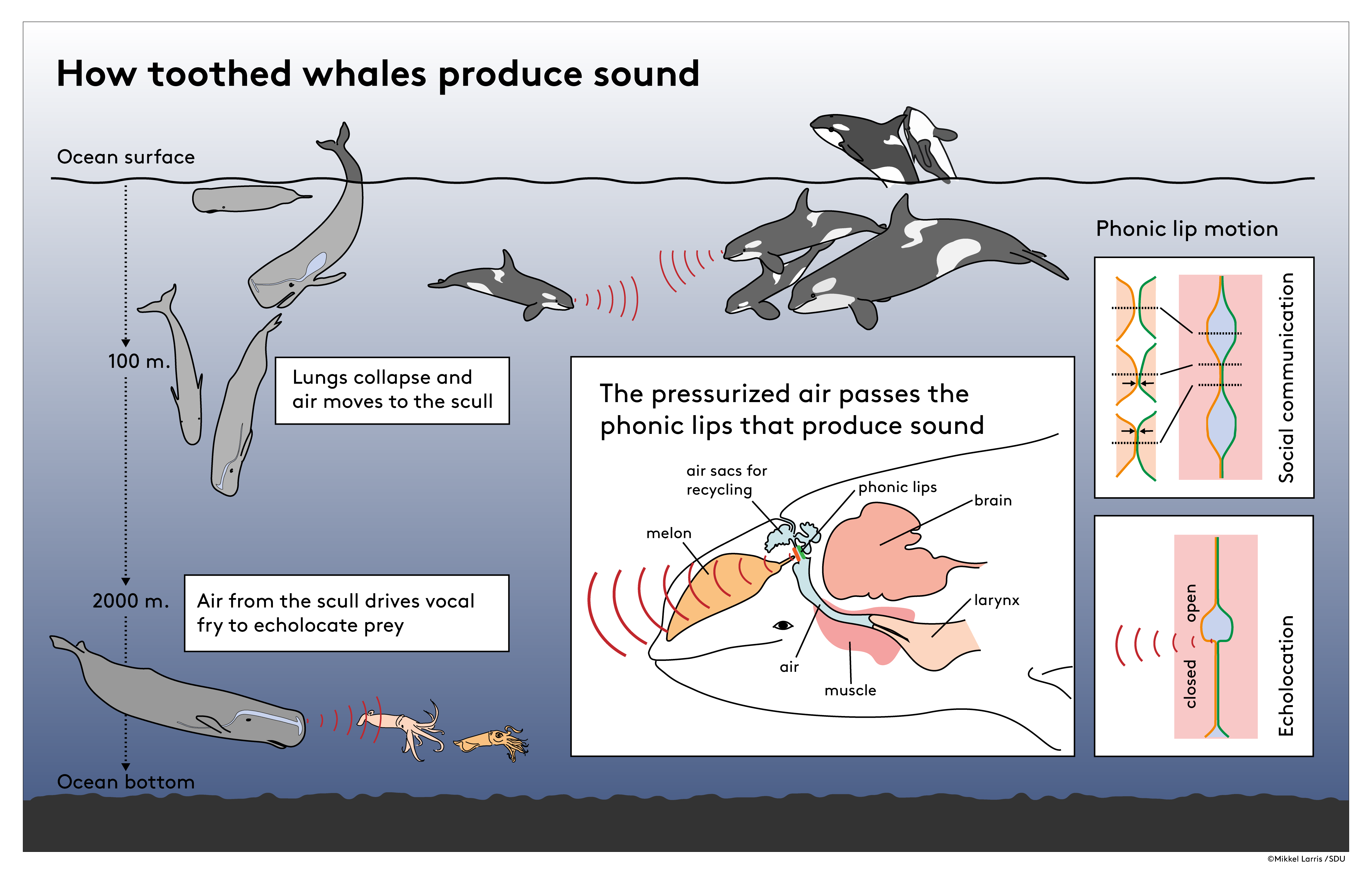 Toothed whales turned their vocal fry into a hunting superpower