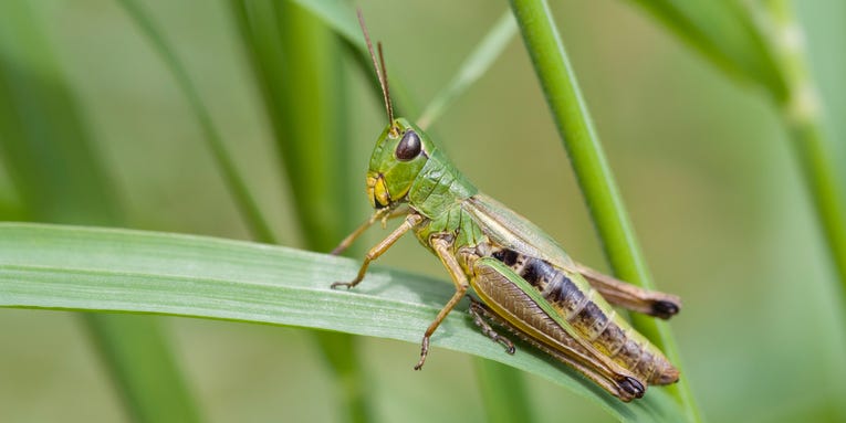 Leaping robots take physics lessons from grasshoppers