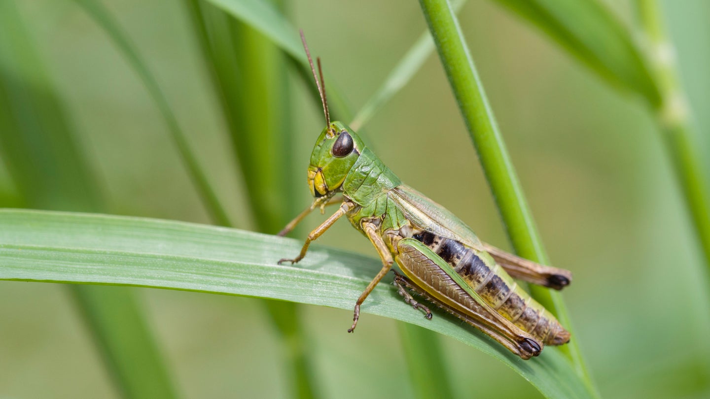Meadow grasshopper sitting on blade of grass