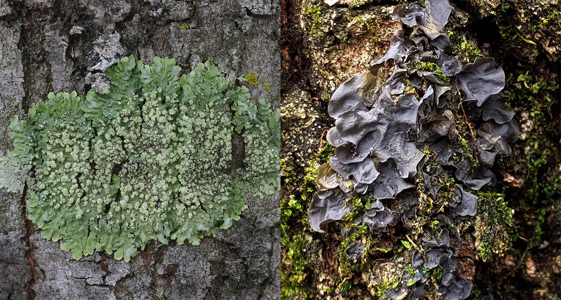 Lichens may help forecast sea level rise