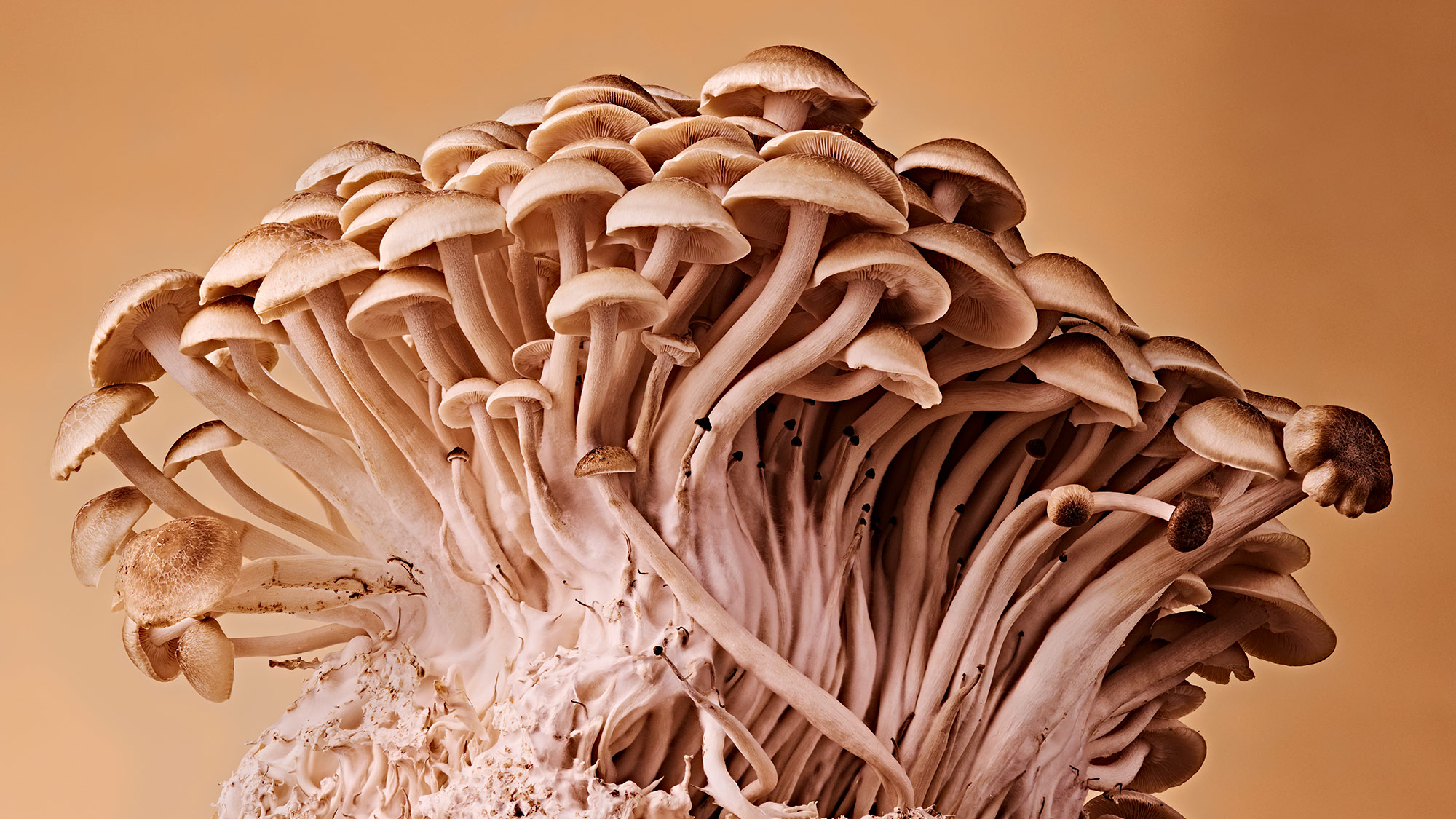 Beech mushrooms growing on a substrate against a gold background