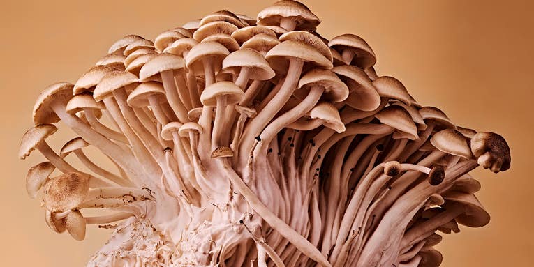How to use the power of mushrooms to improve your life