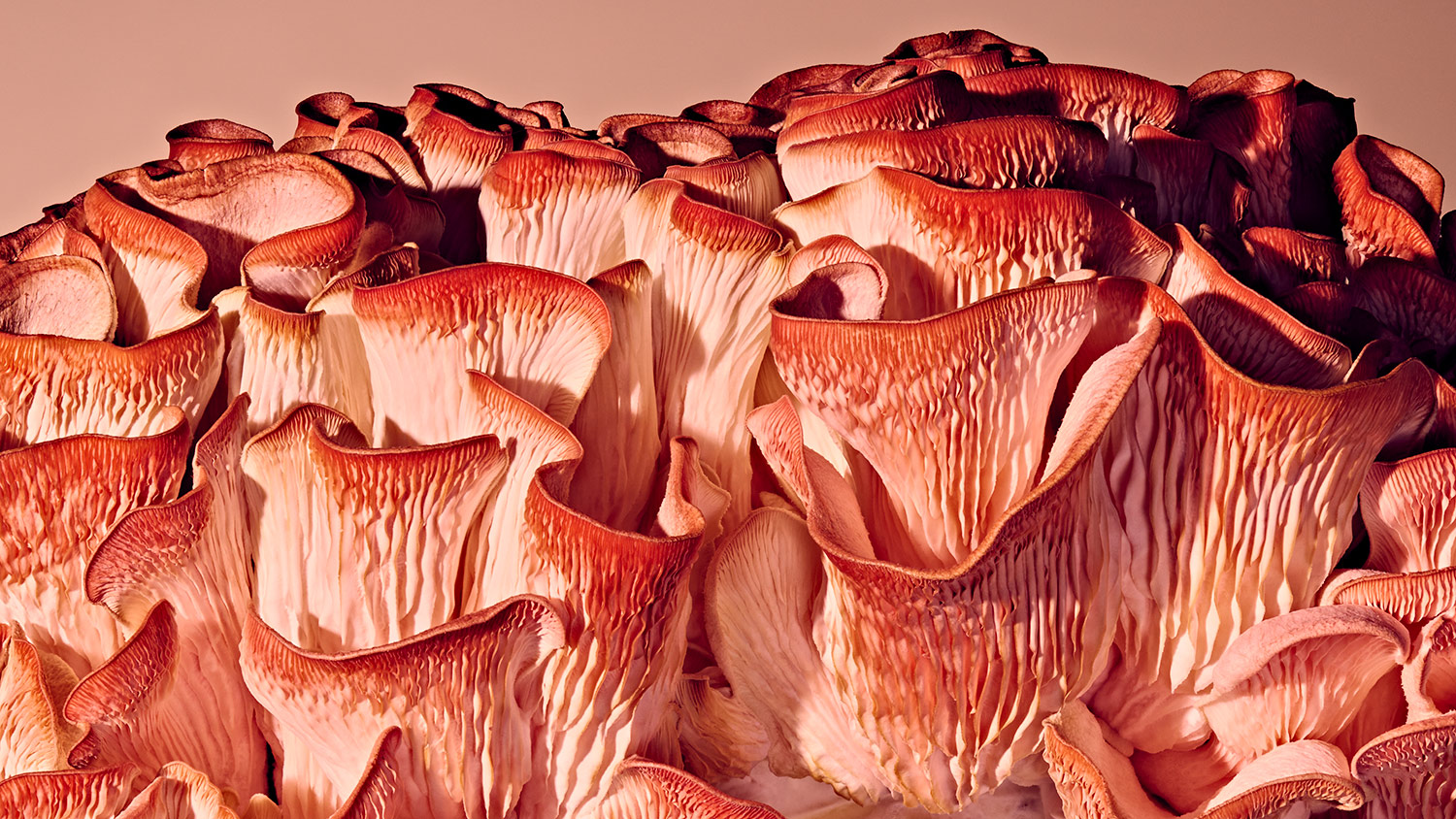 How to use the power of mushrooms to improve your life
