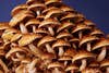 Chestnut mushrooms on blue background