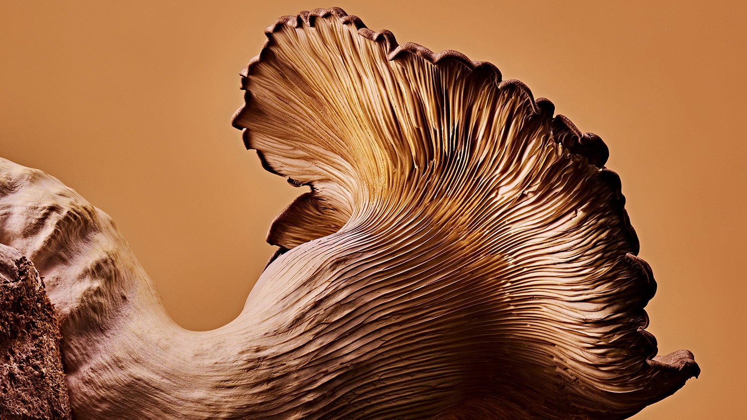 Black king mushroom on a light brown background