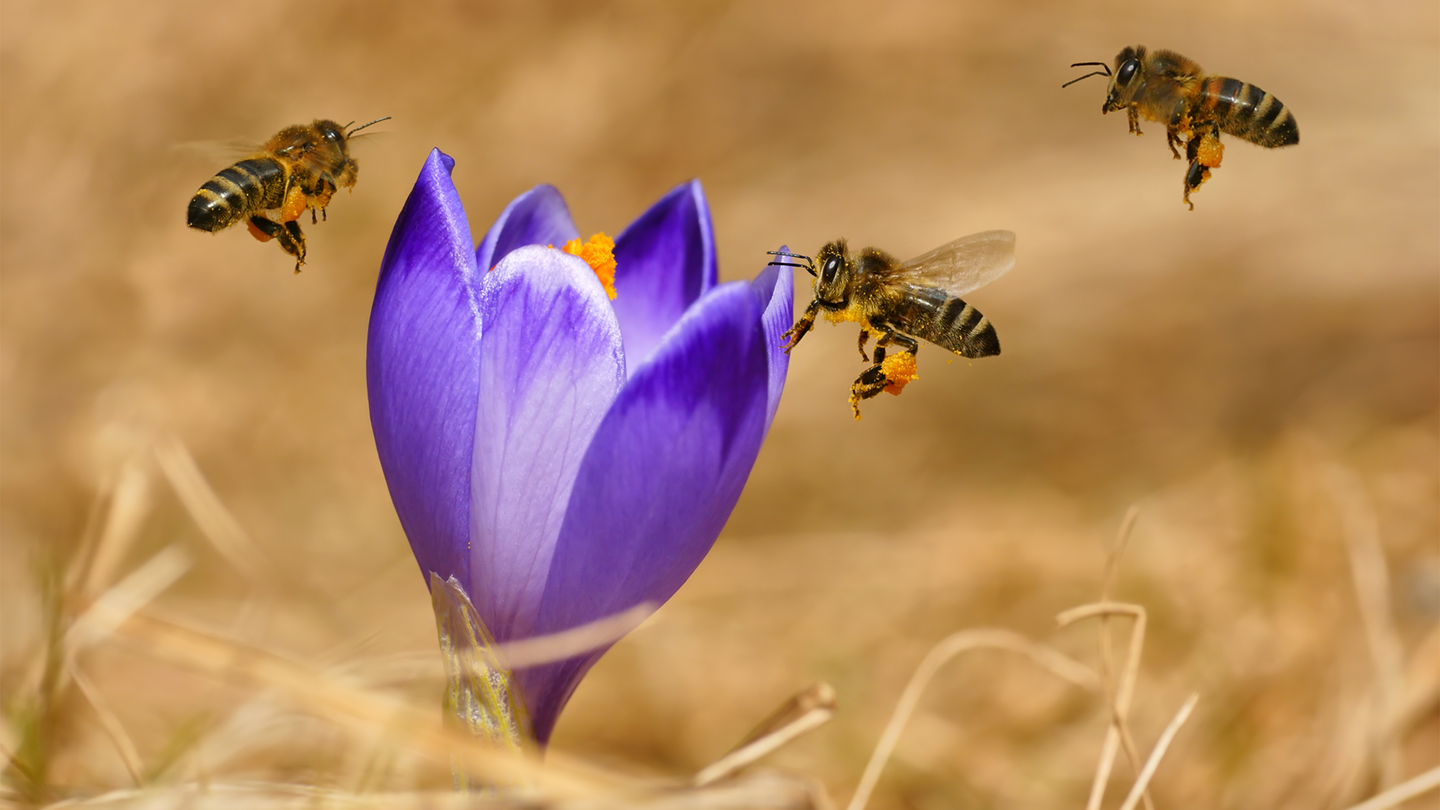 Three honeybees fly near a crocus in a field.