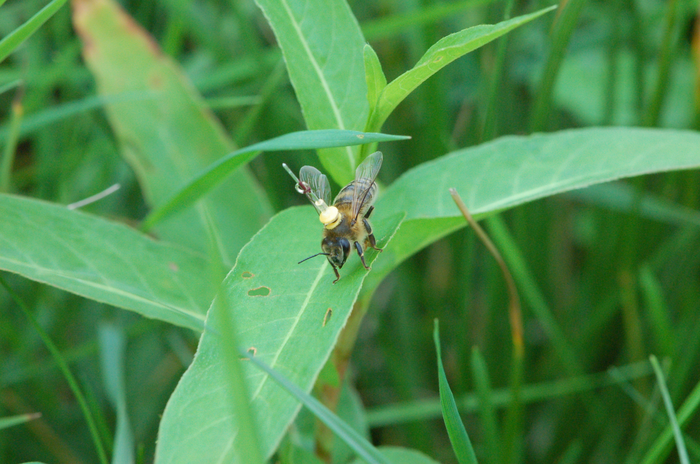 A honeybee with a transponder on its back stands on a plant