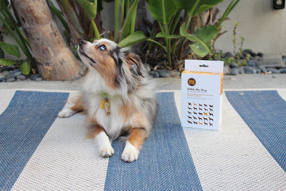 A dog posing next to a dog genetics tests