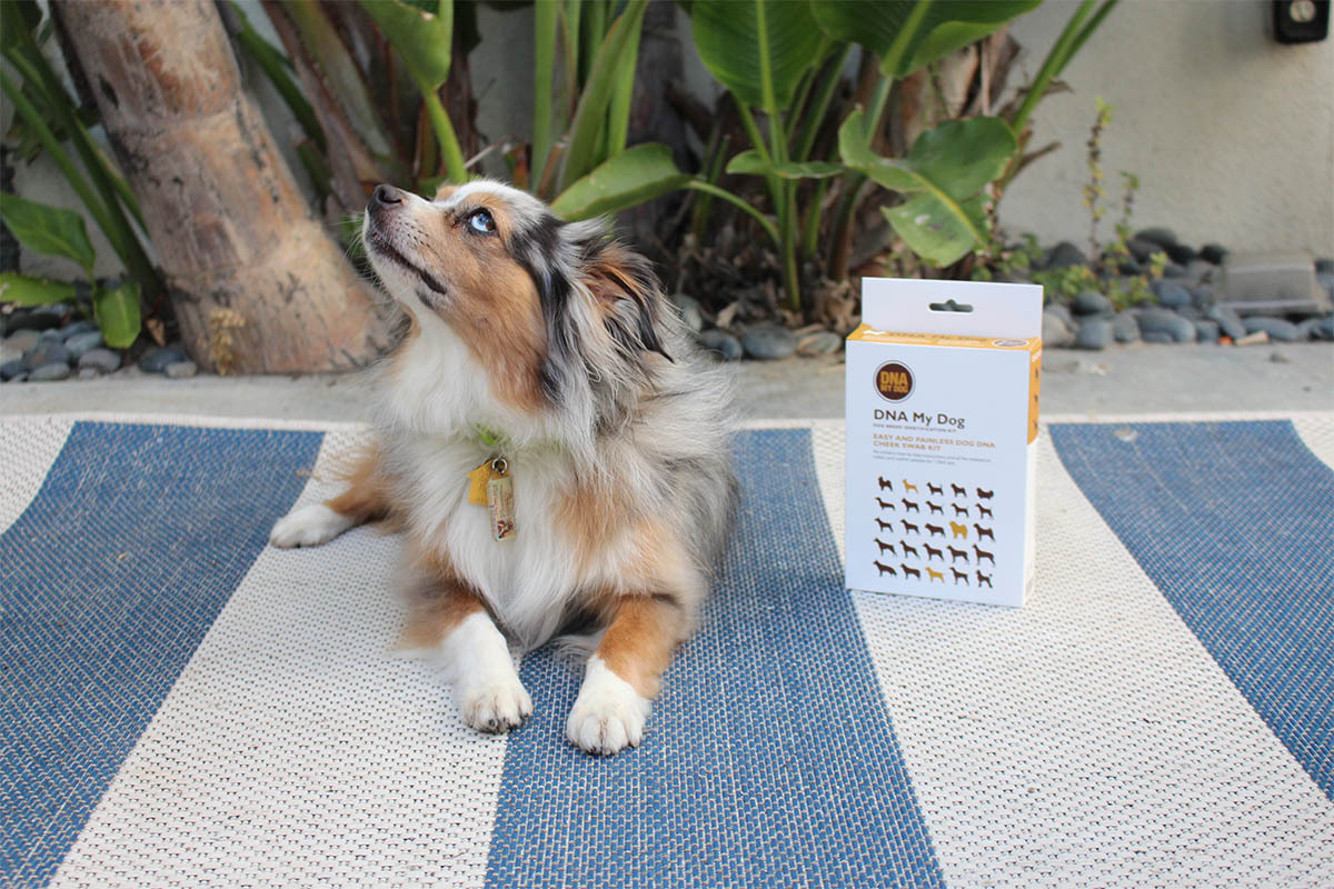 Unleash your dog’s DNA for only $60 and support a woman-owned business