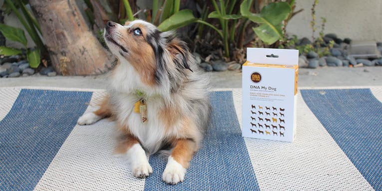 Unleash your dog’s DNA for only $60 and support a woman-owned business