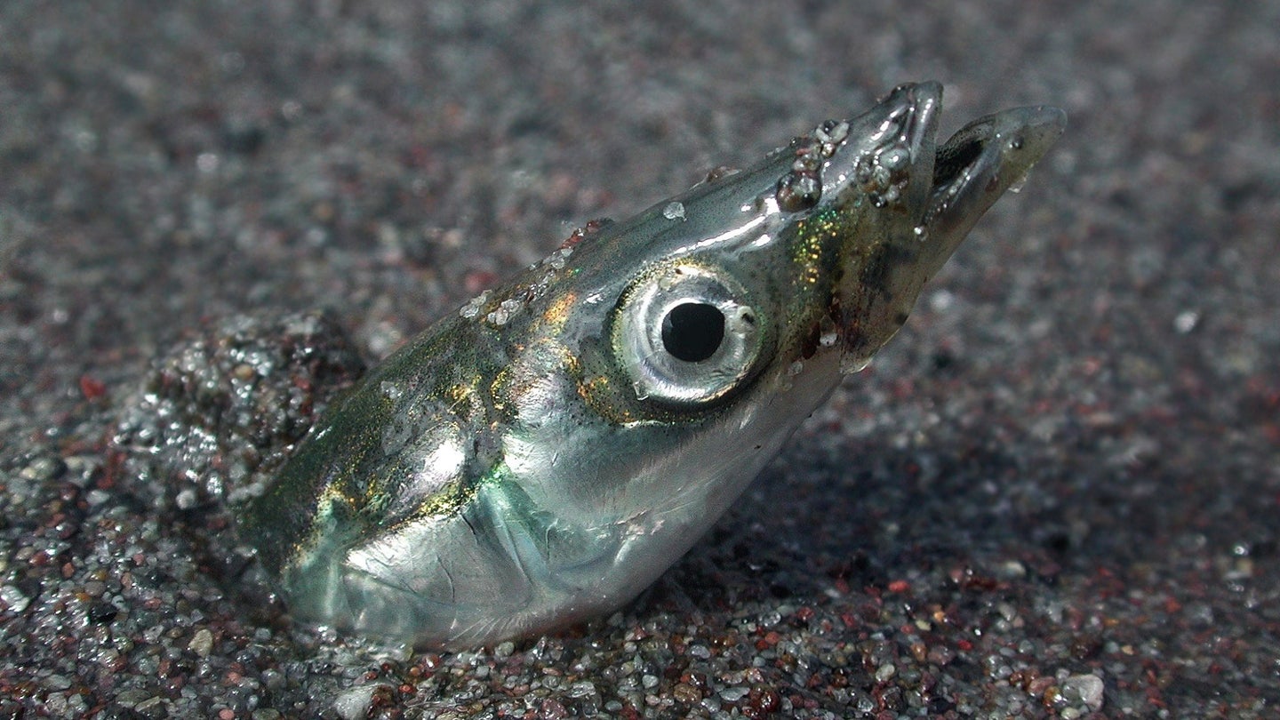 The sand lance, a small forage fish, has two populations separated by the Scotian Shelf off eastern Canada. This genetic diversity could affect its future prospects.