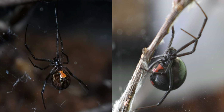 Black widows battle their even deadlier cousins in a brutal spider war