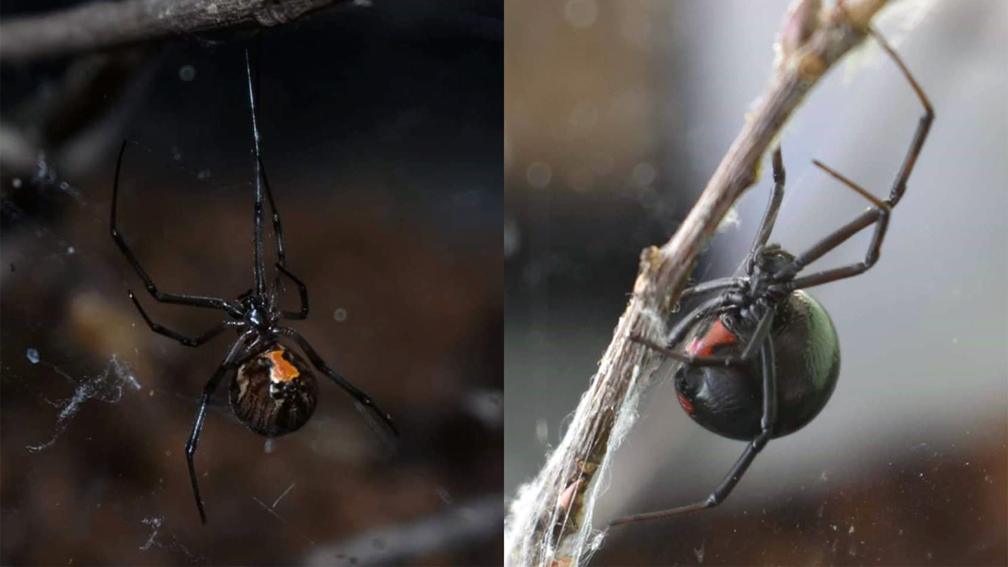 A black widow spider side by side with a brown widow spiders, a fellow species in the same genus, Latrodectus.