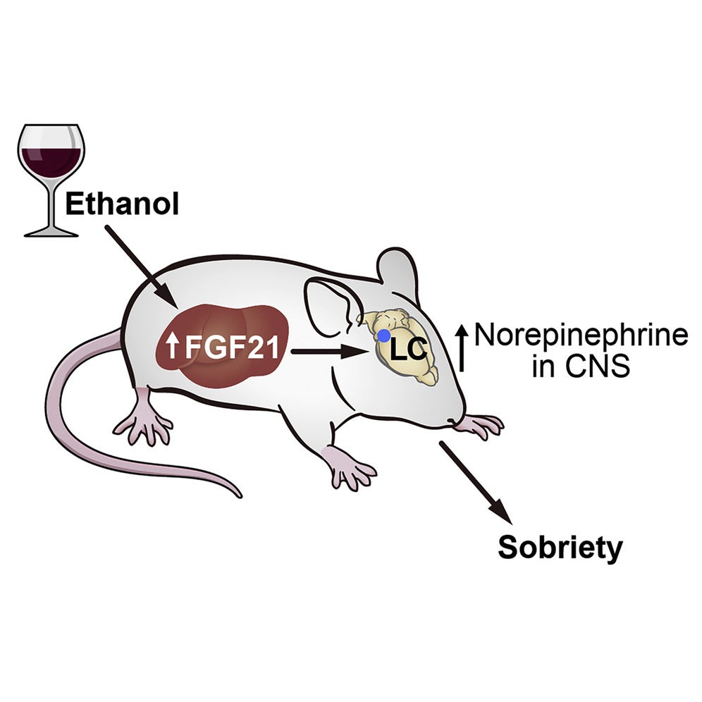 Forget black coffee—a hormone shot helped tipsy rodents sober up