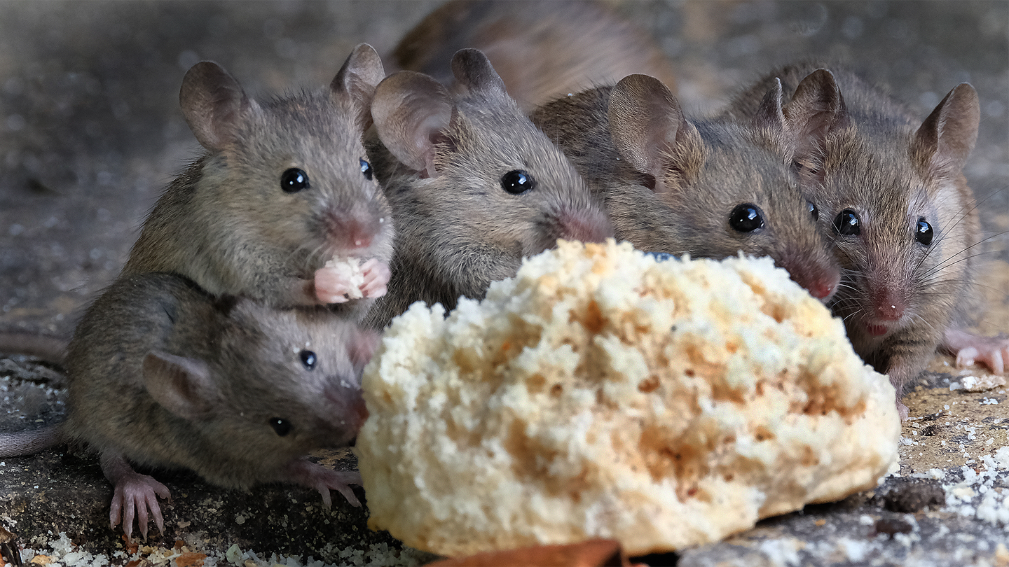 A group of mice eats a scone.