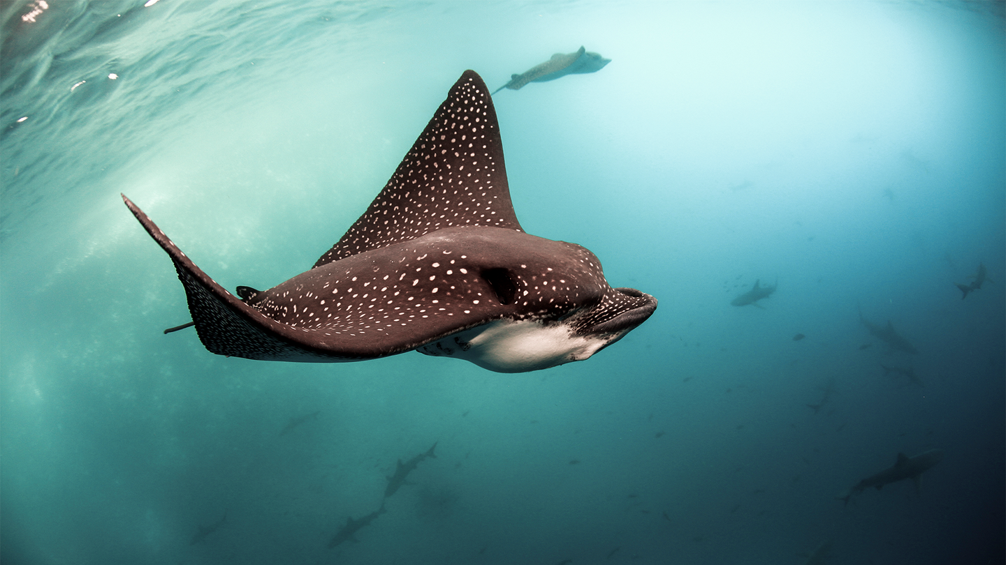 Whitespotted eagle ray swimming in the ocean.