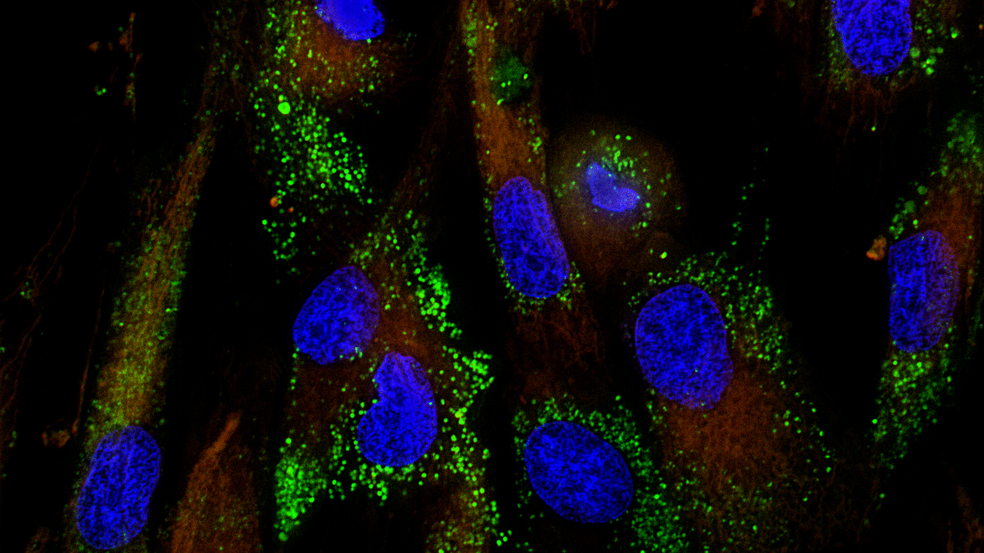 Stem cells seen through fluorescence microscope