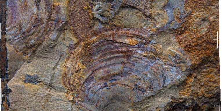This fossilized ‘ancient animal’ might be a bunch of old seaweed