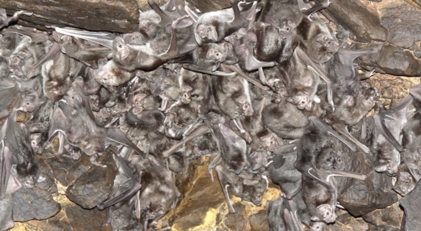 A cluster of vampire bats hangs from a cave.