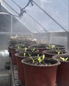 greenhouse pots with strawberry plants grown in human manure
