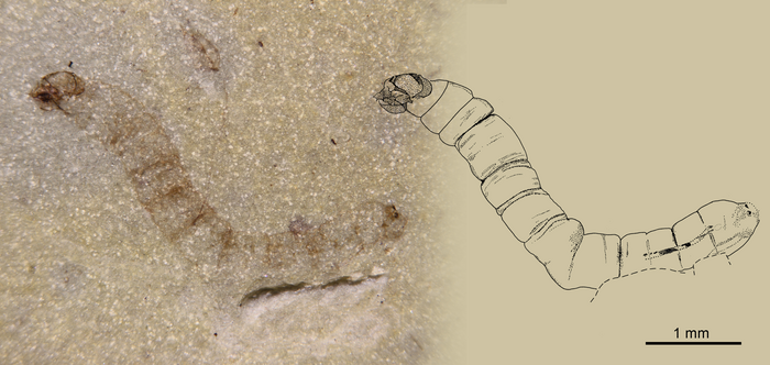 Gnat larva fossil in rock next to a sketch