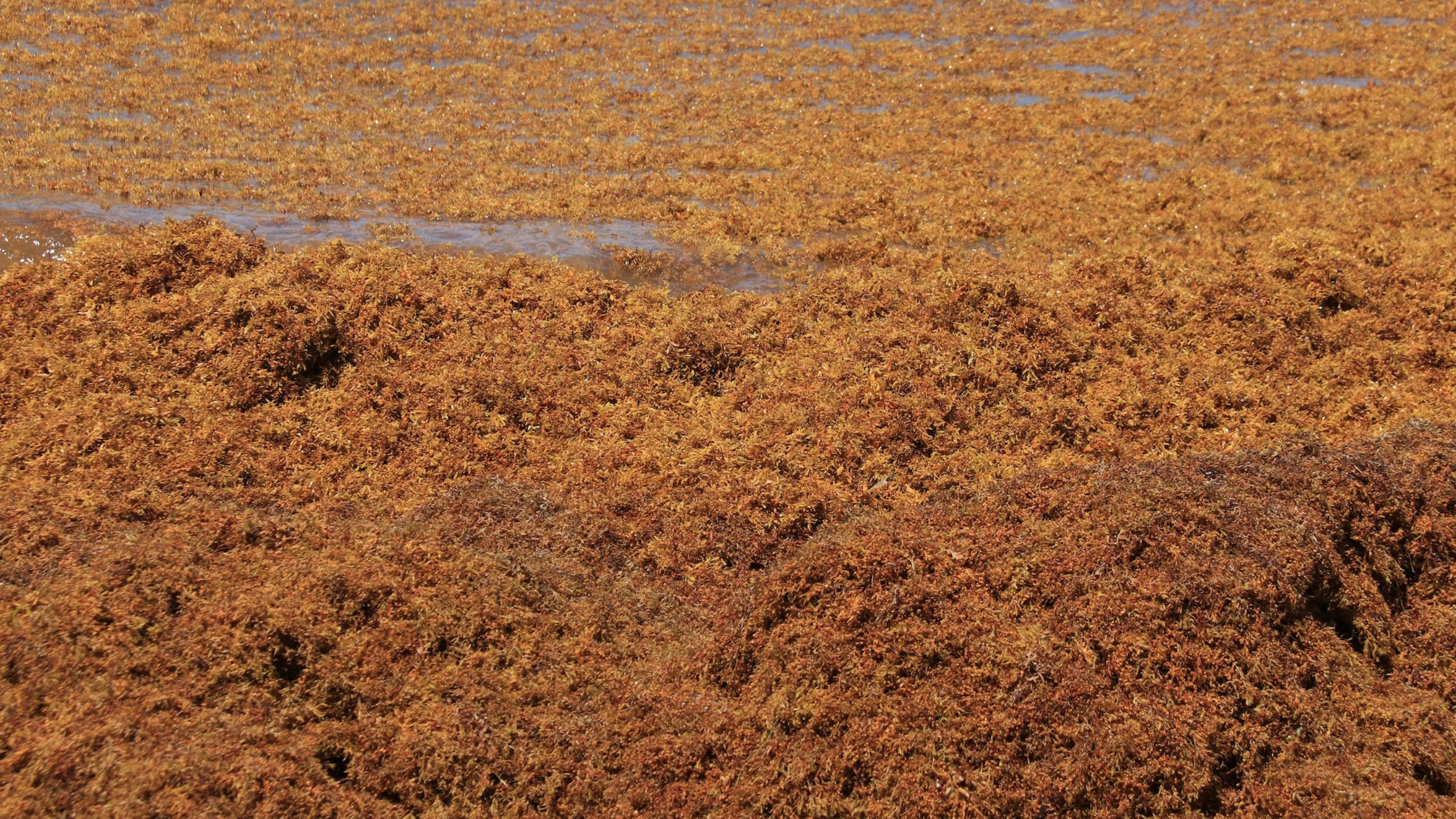 Cinturón de algas gigantes se dirige a las playas de Florida