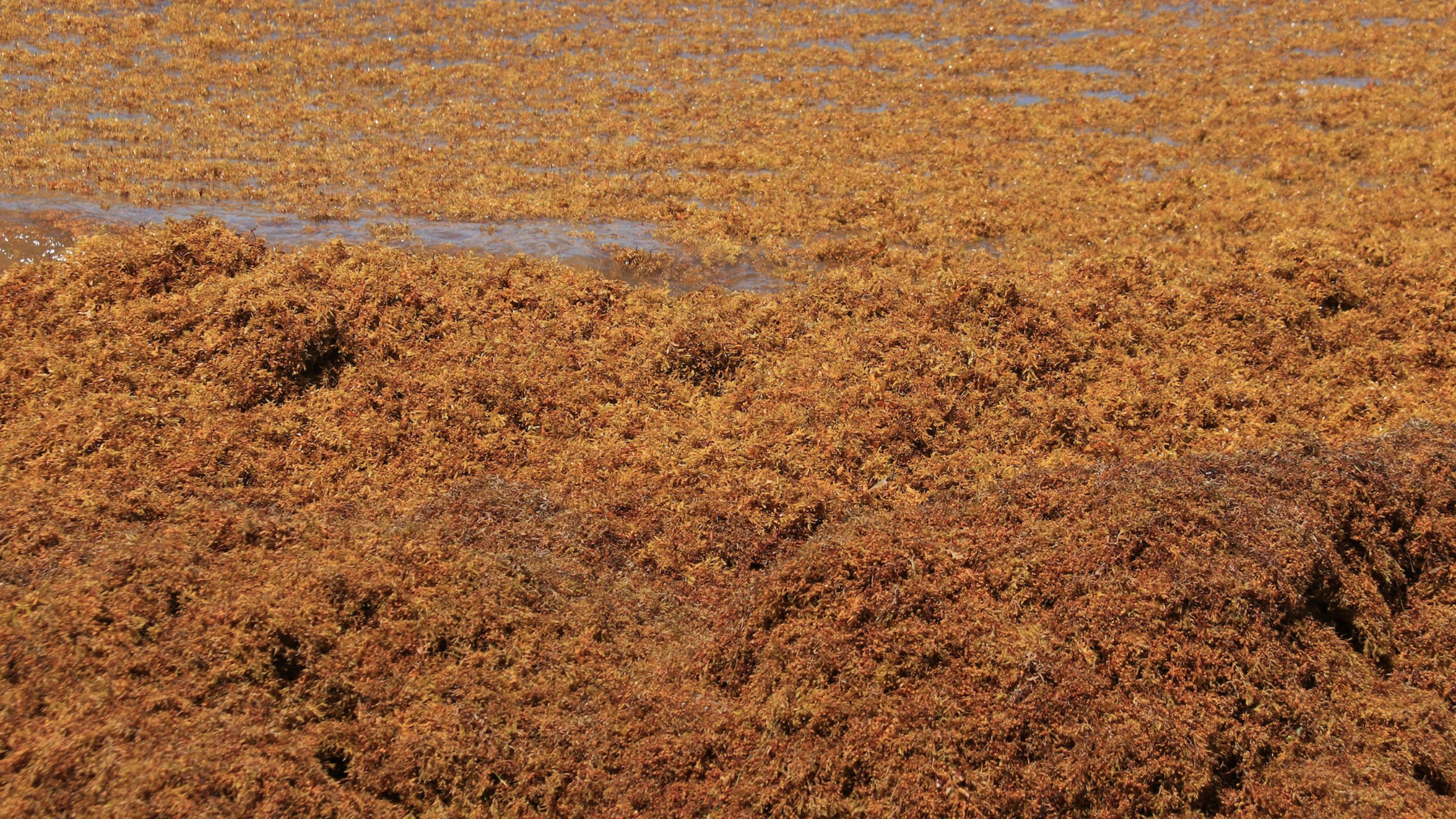 Sargassum has caused health and environmental problems in the Caribbean for years. 