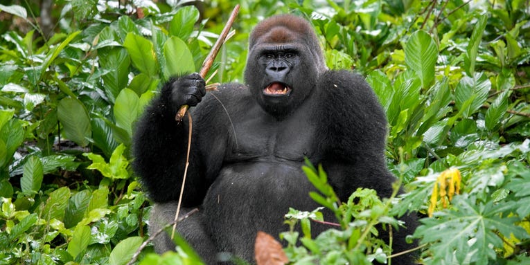 Gorillas like to scramble their brains by spinning around really fast