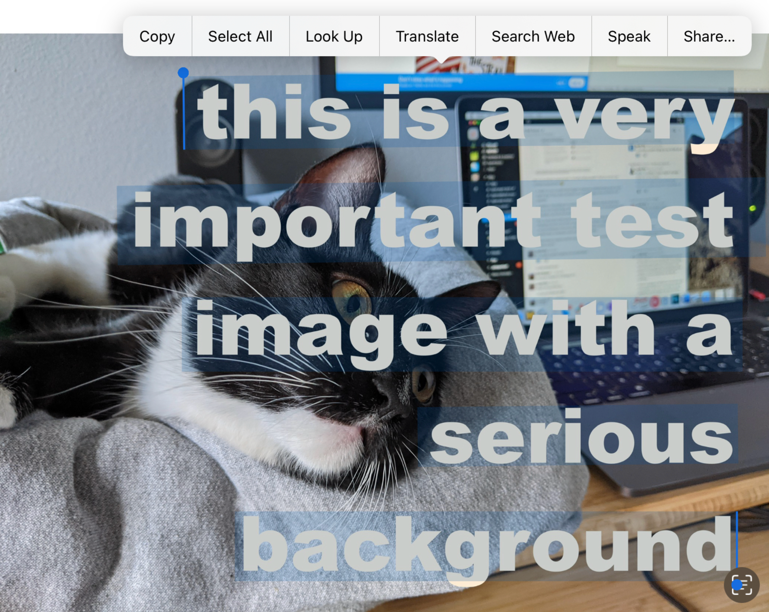 Снимок экрана с изображением кота, открытым на iOS, с наложенным и выделенным текстом.