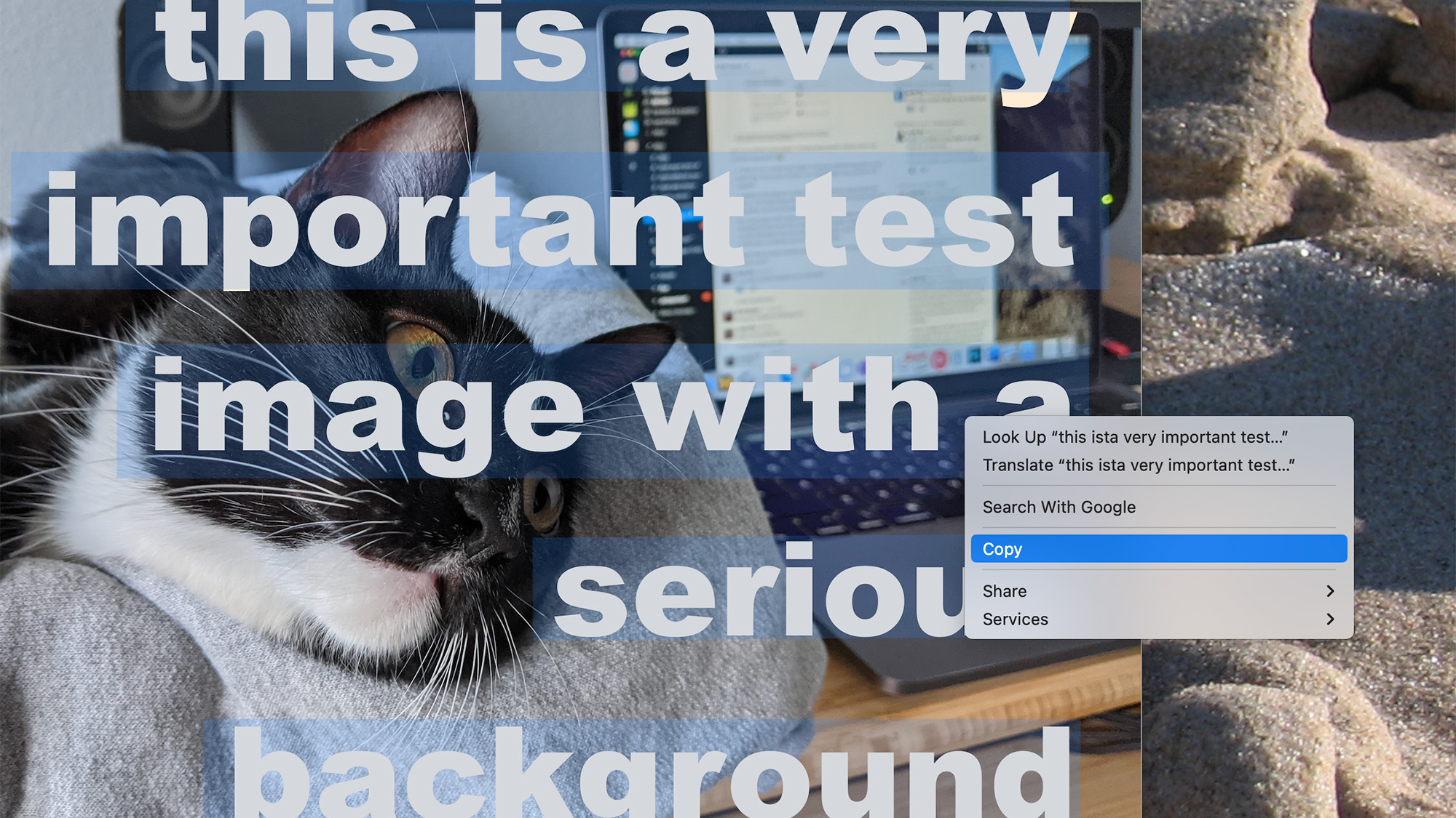 Screenshot of an image showing a cat opened on macOS with overlayed and selected text.