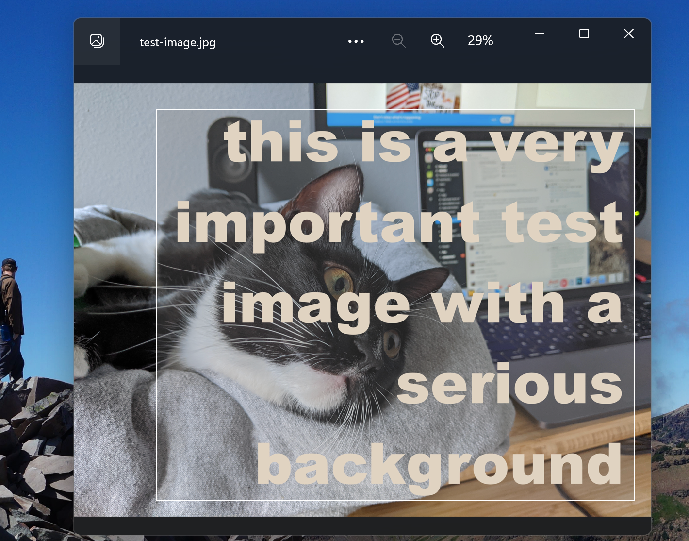 Screenshot of an image showing a cat opened on Windows with overlayed and selected text.
