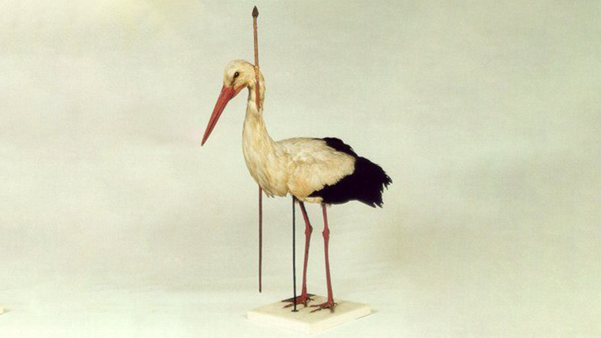 a taxidermy stork with a spear through its neck