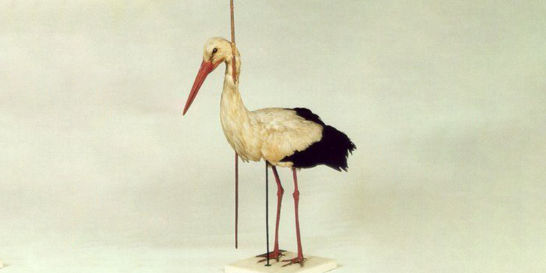 A stork impaled by a 30-inch spear flew thousands of miles to make it home