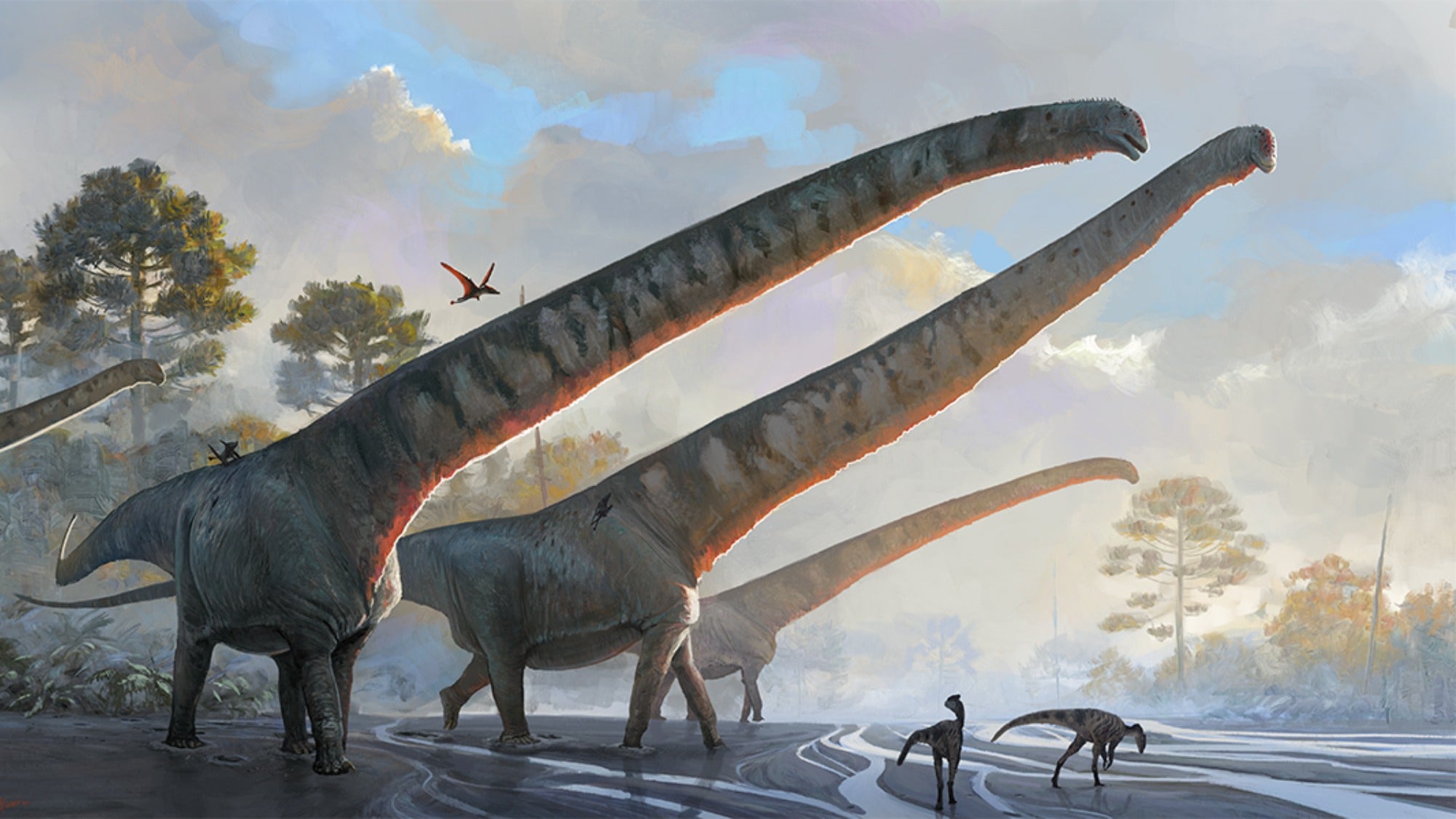 ¿Dinosaurio saurópodo más largo?  Hay un nuevo candidato.