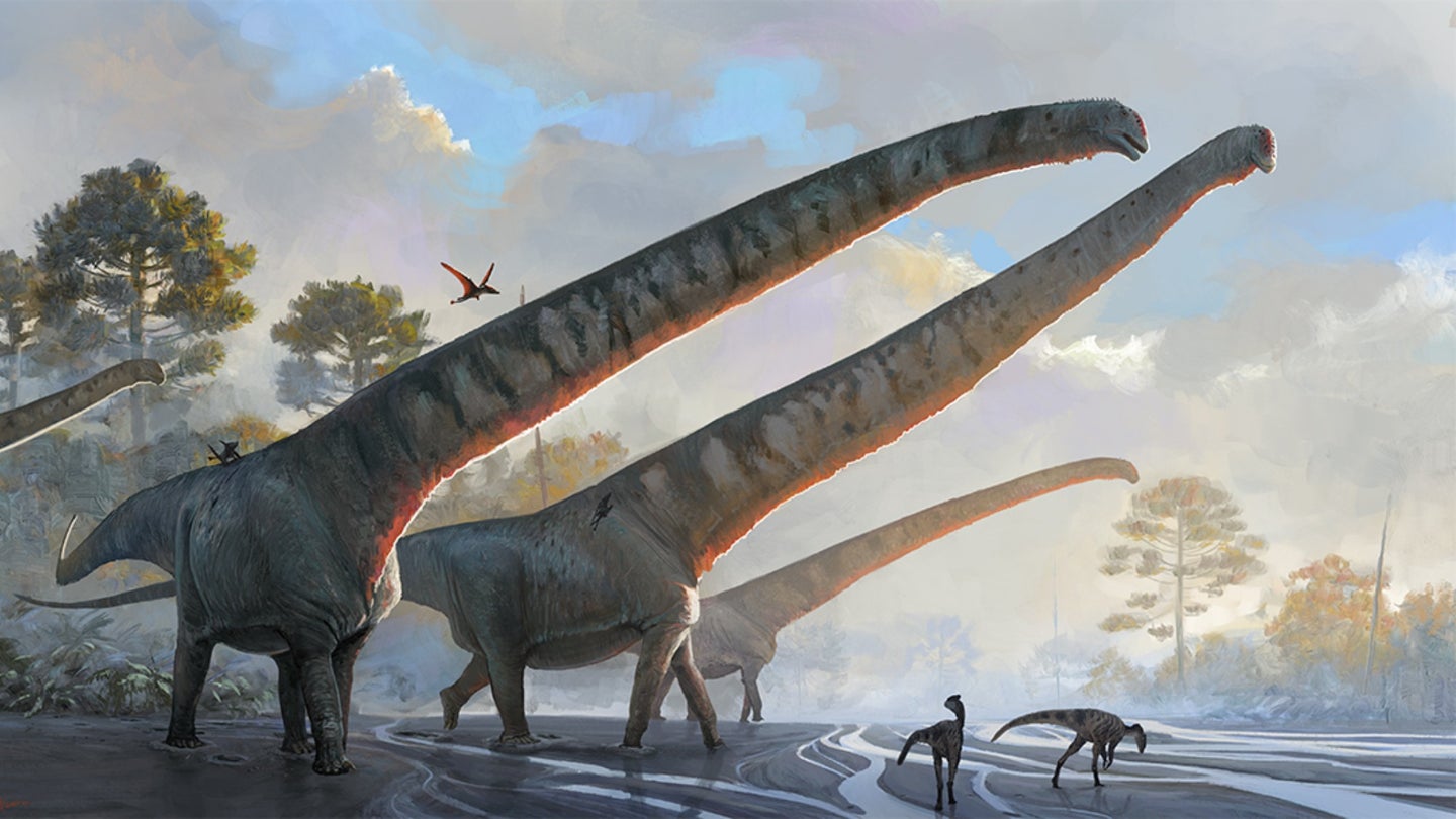 A rendering of the sauropod known as Mamenchisaurus sinocanadorum, which had a 15-meter-long neck, about 10 feet longer than a typical school bus.